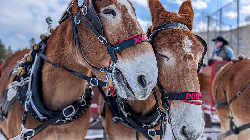 Things To Do Sleigh Rides